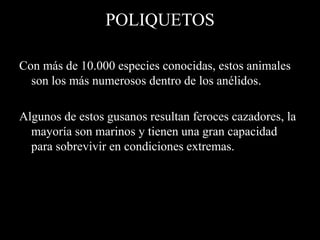 POLIQUETOS

Con más de 10.000 especies conocidas, estos animales
  son los más numerosos dentro de los anélidos.

Algunos de estos gusanos resultan feroces cazadores, la
  mayoría son marinos y tienen una gran capacidad
  para sobrevivir en condiciones extremas.
 