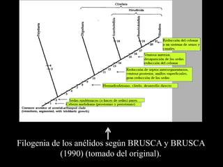 Filogenia de los anélidos según BRUSCA y BRUSCA
            (1990) (tomado del original).
 