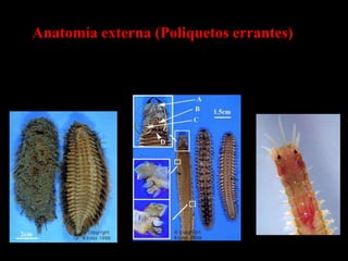 Anatomía externa (Poliquetos errantes)
 