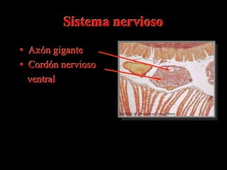 Sistema nervioso
• Axón gigante
• Cordón nervioso
  ventral
 