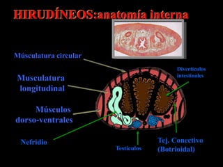 HIRUDÍNEOS:anatomía interna


Músculatura circular
                                         Divertículos
                                         intestinales
Musculatura
longitudinal

     Músculos
dorso-ventrales

  Nefridio                          Tej. Conectivo
                       Testículos   (Botrioidal)
 