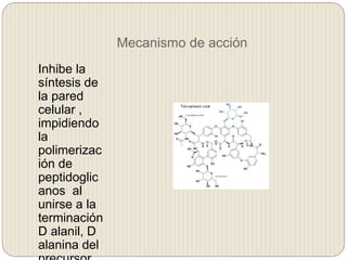 Mecanismo de acción
Inhibe la
síntesis de
la pared
celular ,
impidiendo
la
polimerizac
ión de
peptidoglic
anos al
unirse a la
terminación
D alanil, D
alanina del
 