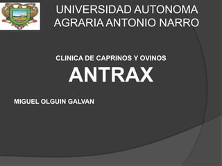 UNIVERSIDAD AUTONOMA
         AGRARIA ANTONIO NARRO


          CLINICA DE CAPRINOS Y OVINOS


             ANTRAX
MIGUEL OLGUIN GALVAN
 