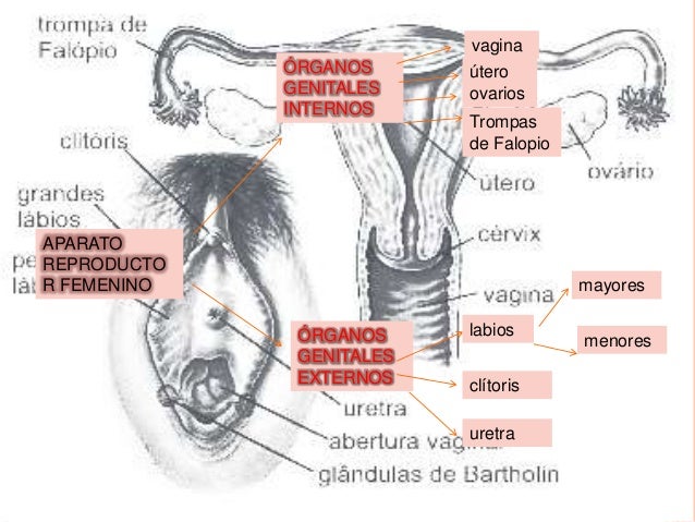 Exp Oaparato Reproductor Femenino