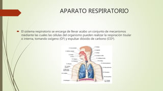 APARATO RESPIRATORIO
 El sistema respiratorio se encarga de llevar acabo un conjunto de mecanismos
mediante las cuales las células del organismo pueden realizar la respiración tisular
o interna, tomando oxígeno (O²) y expulsar dióxido de carbono (CO²).
 