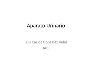 Aparato Urinario

    Luis Carlos
   Gonzalez Velez
      UABC
 
