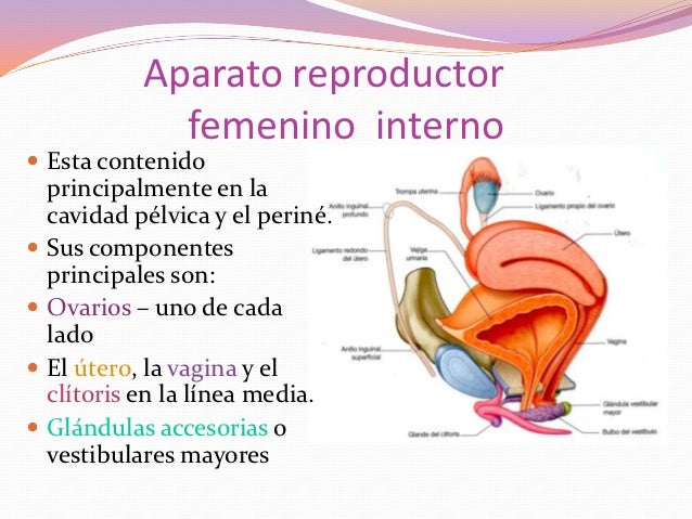 aparato genital femenino