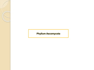 Phyllum Ascomycota 
 