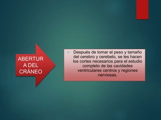  Después de tomar el peso y tamaño
del cerebro y cerebelo, se les hacen
los cortes necesarios para el estudio
completo de las cavidades
ventriculares centros y regiones
nerviosas.
ABERTUR
A DEL
CRÁNEO
 