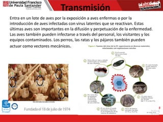 Transmisión
Entra en un lote de aves por la exposición a aves enfermas o por la
introducción de aves infectadas con virus latentes que se reactivan. Estas
últimas aves son importantes en la difusión y perpetuación de la enfermedad.
Las aves también pueden infectarse a través del personal, los visitantes y los
equipos contaminados. Los perros, las ratas y los pájaros también pueden
actuar como vectores mecánicos.
 