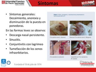 Síntomas
• Síntomas generales:
Decaimiento, anorexia y
disminución de la puesta en
ponedoras.
En las formas leves se observa:
• Descarga nasal-persistente.
• Sinusitis.
• Conjuntivitis con lagrimeo
• Tumefacción de los senos
infraorbitarios.
 