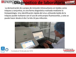 Diagnostico de laboratorio
La demostración de cuerpos de inclusión intranucleares en tejidos como
tráquea y conjuntiva, es una forma diagnóstica realizada mediante la
histopatología. Una identificación rápida del virus utilizando tejido de la
tráquea puede realizarse con el uso de anticuerpos fluorescentes, y esto se
puede hacer desde el día 2 al día 14 pos infección.
 