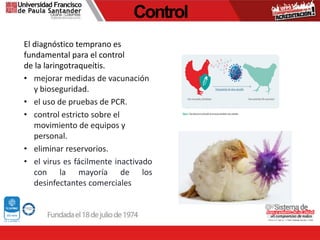 Control
El diagnóstico temprano es
fundamental para el control
de la laringotraqueítis.
• mejorar medidas de vacunación
y bioseguridad.
• el uso de pruebas de PCR.
• control estricto sobre el
movimiento de equipos y
personal.
• eliminar reservorios.
• el virus es fácilmente inactivado
con la mayoría de los
desinfectantes comerciales
 