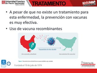 TRATAMIENTO
• A pesar de que no existe un tratamiento para
esta enfermedad, la prevención con vacunas
es muy efectiva.
• Uso de vacuna recombinantes
 