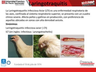 Laringotraquitis
La Laringotraqueítis Infecciosa Aviar (LTI) es una enfermedad respiratoria de
las aves, confinada al sistema respiratorio superior, se presenta con un cuadro
clínico severo. Afecta pollos y gallinas en producción, con preferencia de
aquellas ubicadas en zonas con alta densidad avícola.
Sinónimos
Laringotraqueitis infecciosa aviar ( LTI)
ILT (en ingles: infectious Laryngotracheitis)
 