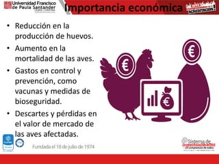 Importancia económica
• Reducción en la
producción de huevos.
• Aumento en la
mortalidad de las aves.
• Gastos en control y
prevención, como
vacunas y medidas de
bioseguridad.
• Descartes y pérdidas en
el valor de mercado de
las aves afectadas.
 