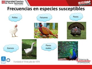 Frecuencias en especies susceptibles
Pollos Pavos
Faisanes
Pavos
reales
Gansos
 