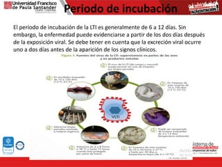 Periodo de incubación
El período de incubación de la LTI es generalmente de 6 a 12 días. Sin
embargo, la enfermedad puede evidenciarse a partir de los dos días después
de la exposición viral. Se debe tener en cuenta que la excreción viral ocurre
uno a dos días antes de la aparición de los signos clínicos.
 