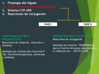 1. Fisiología del hígado 
2. Tipos de reacciones metabólicas 
3. Sistema CYP-450 
4. Reacciones de conjugación 
FASE I FASE II 
FUNCIONALIZACIÓN O 
PRESINTÉTICAS 
Reacciones de oxidación, reducción e 
hidrólisis 
Mediadas por enzimas del citocromo P- 
450, flavinmonooxigenasas, estearasas 
y amidasas 
DERIVATIZACIÓN O SNTÉTICAS 
Reacciones de conjugación 
Mediadas por enzimas TRANSFERASAS 
que en función del grupo incorporado a 
la molécula son-. UGT,ST y NAT 
 