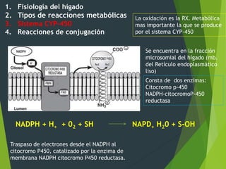 1. Fisiología del hígado 
2. Tipos de reacciones metabólicas 
3. Sistema CYP-450 
4. Reacciones de conjugación 
La oxidación es la RX. Metabólica 
mas importante la que se produce 
por el sistema CYP-450 
Se encuentra en la fracción 
microsomial del hígado (mb. 
del Retículo endoplasmático 
liso) 
Consta de dos enzimas: 
Citocromo p-450 
NADPH-citocromoP-450 
reductasa 
NADPH + H+ + 02 + SH NAPD+ H20 + S-OH 
Traspaso de electrones desde el NADPH al 
citocromo P450, catalizado por la enzima de 
membrana NADPH citocromo P450 reductasa. 
 