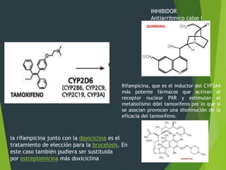 INHIBIDOR 
Antiarritmico calse I 
Rifampicina, que es el inductor del CYP3A4 
más potente fármacos que activan al 
receptor nuclear PXR y estimulan el 
metabolismo ddel tamoxifeno por lo que si 
se asocian provocan una disminución de la 
eficacia del tamoxifeno. 
la rifampicina junto con la doxiciclina es el 
tratamiento de elección para la brucelosis. En 
este caso también pudiera ser sustituida 
por estreptomicina más doxiciclina 
 