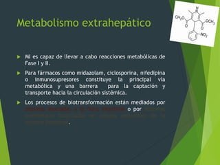 Metabolismo extrahepático 
 MI es capaz de llevar a cabo reacciones metabólicas de 
Fase I y II. 
 Para fármacos como midazolam, ciclosporina, nifedipina 
o inmunosupresores constituye la principal vía 
metabólica y una barrera para la captación y 
transporte hacia la circulación sistémica. 
 Los procesos de biotransformación están mediados por 
enzimas asociadas a la flora intestinal o por sistemas 
enzimáticos localizados en células epiteliales de la 
mucosa intestinal. 
 