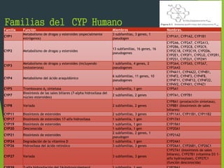 Familias del CYP Humano 
Familia Función Miembros Nombres. 
CYP1 
Metabolismo de drogas y esteroides (especialmente 
estrógenos) 
3 subfamilias, 3 genes, 1 
pseudogen 
CYP1A1, CYP1A2, CYP1B1 
CYP2 Metabolismo de drogas y esteroides 
13 subfamilias, 16 genes, 16 
pseudogenes 
CYP2A6, CYP2A7, CYP2A13, 
CYP2B6, CYP2C8, CYP2C9, 
CYP2C18, CYP2C19, CYP2D6, 
CYP2E1, CYP2F1, CYP2J2, CYP2R1, 
CYP2S1, CYP2U1, CYP2W1 
CYP3 
Metabolismo de drogas y esteroides (incluyendo 
testosterona) 
1 subfamilia, 4 genes, 2 
pseudogenes 
CYP3A4, CYP3A5, CYP3A7, 
CYP3A43 
CYP4 Metabolismo del ácido araquidónico 
6 subfamilias, 11 genes, 10 
pseudogenes 
CYP4A11, CYP4A22, CYP4B1, 
CYP4F2, CYP4F3, CYP4F8, 
CYP4F11, CYP4F12, CYP4F22, 
CYP4V2, CYP4X1, CYP4Z1 
CYP5 Tromboxano A2 sintetasa 1 subfamilia, 1 gen CYP5A1 
CYP7 
Biosíntesis de las sales biliares (7-alpha hidroxilasa del 
núcleo esteroideo) 
2 subfamilias, 2 genes CYP7A1, CYP7B1 
CYP8 Variada 2 subfamilias, 2 genes 
CYP8A1 (prostaciclin sintetasa), 
CYP8B1 (biosíntesis de sales 
biliares) 
CYP11 Biosíntesis de esteroides 2 subfamilias, 3 genes CYP11A1, CYP11B1, CYP11B2 
CYP17 Biosíntesis de esteroides 17-alfa hidroxilasa 1 subfamilia, 1 gen CYP17A1 
CYP19 Biosíntesis de esteroides 1 subfamilia, 1 gen CYP19A1 
CYP20 Desconocida 1 subfamilia, 1 gen CYP20A1 
CYP21 Biosíntesis de esteroides 
2 subfamilias, 2 genes, 1 
pseudogen 
CYP21A2 
CYP24 Degradación de la vitamina D 1 subfamilia, 1 gen CYP24A1 
CYP26 Hidroxilasa del ácido retinóico 3 subfamilias, 3 genes CYP26A1, CYP26B1, CYP26C1 
CYP27 Variada 3 subfamilias, 3 genes 
CYP27A1 (biosíntesis de sales 
biliares), CYP27B1 (vitamina D3 1- 
alfa hydroxylase), CYP27C1 
(función desconocida) 
CYP39 7-alfa hidroxilación del 24-hidroxicolesterol 1 subfamilia, 1 gen CYP39A1 
 
