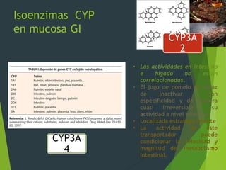 Isoenzimas CYP 
en mucosa GI 
CYP3A 
2 
• Las actividades en intestino 
e hígado no están 
correlacionadas. 
• El jugo de pomelo es capaz 
de inactivar con 
especificidad y de manera 
cuasi irreversible su 
actividad a nivel intestinal 
• Localizada estratégicamente 
• La actividad de este 
transportador puede 
condicionar la velocidad y 
magnitud del metabolismo 
Intestinal. 
CYP3A 
4 
 