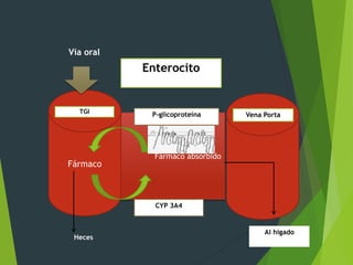 P-glicoproteína 
Fármaco absorbido 
Vía oral 
TGI 
Fármaco 
Heces 
Vena Porta 
Enterocito 
CYP 3A4 
Al hígado 
 