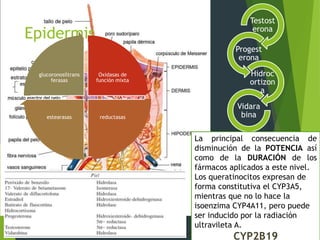 Epidermis 
Oxidasas de 
función mixta 
glucoronosiltrans 
ferasas 
estearasas reductasas 
Testost 
erona 
Progest 
erona 
Hidroc 
ortizon 
a 
Vidara 
bina 
La principal consecuencia de 
disminución de la POTENCIA así 
como de la DURACIÓN de los 
fármacos aplicados a este nivel. 
Los queratinocitos expresan de 
forma constitutiva el CYP3A5, 
mientras que no lo hace la 
isoenzima CYP4A11, pero puede 
ser inducido por la radiación 
ultravileta A. 
CYP2B19 
 