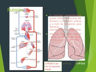 Pulmón 
 La actividad metabolizadora 
puede influir en el acceso del 
fármaco a circulación arterial 
y a nivel de receptores para 
fármacos 
administrados IV.(propanolol). 
 Además la formación local de 
ciertos metabolitos puede ser 
un mecanismo de toxicidad. 
CYP2A13 es CYP1A1 CYP3A5 
en la mucosa 
nasal 
 
