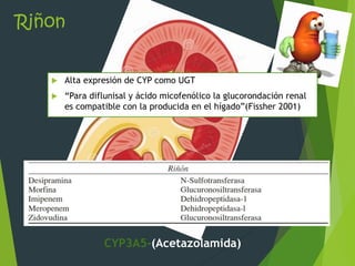 Riñon 
 Alta expresión de CYP como UGT 
 “Para diflunisal y ácido micofenólico la glucorondación renal 
es compatible con la producida en el hígado”(Fissher 2001) 
CYP3A5-(Acetazolamida) 
 