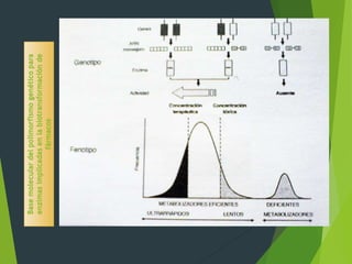 Base molecular del polimorfismo genético para 
enzimas implicadas en la biotransformación de 
fármacos 
 