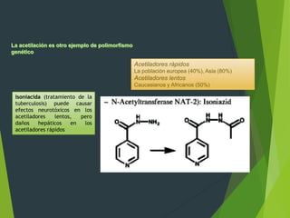 Isoniacida (tratamiento de la 
tuberculosis) puede causar 
efectos neurotóxicos en los 
acetiladores lentos, pero 
daños hepáticos en los 
acetiladores rápidos 
Acetiladores rápidos 
La población europea (40%), Asia (80%) 
Acetiladores lentos 
Caucasianos y Africanos (50%) 
 