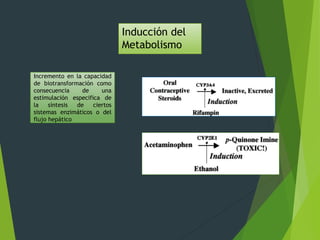 Inducción del 
Metabolismo 
Incremento en la capacidad 
de biotransformación como 
consecuencia de una 
estimulación especifica de 
la síntesis de ciertos 
sistemas enzimáticos o del 
flujo hepático 
 
