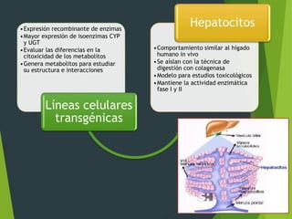 •Expresión recombinante de enzimas 
•Mayor expresión de isoenzimas CYP 
y UGT 
•Evaluar las diferencias en la 
citoxicidad de los metabolitos 
•Genera metabolitos para estudiar 
su estructura e interacciones 
Líneas celulares 
transgénicas 
Hepatocitos 
•Comportamiento similar al hígado 
humano in vivo 
•Se aíslan con la técnica de 
digestión con colagenasa 
•Modelo para estudios toxicológicos 
•Mantiene la actividad enzimática 
fase I y II 
 