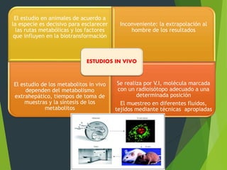 El estudio en animales de acuerdo a 
la especie es decisivo para esclarecer 
las rutas metabólicas y los factores 
que influyen en la biotransformación 
Inconveniente: la extrapolación al 
hombre de los resultados 
ESTUDIOS IN VIVO 
El estudio de los metabolitos in vivo 
dependen del metabolismo 
extrahepático, tiempos de toma de 
muestras y la síntesis de los 
metabolitos 
Se realiza por V.I, molécula marcada 
con un radioisótopo adecuado a una 
determinada posición 
El muestreo en diferentes fluidos, 
tejidos mediante técnicas apropiadas 
 
