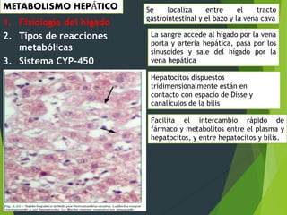 METABOLISMO HEPÁTICO Se localiza entre el tracto 
1. Fisiología del hígado 
2. Tipos de reacciones 
metabólicas 
3. Sistema CYP-450 
4. Reacciones de conjugación 
gastrointestinal y el bazo y la vena cava 
La sangre accede al hígado por la vena 
porta y arteria hepática, pasa por los 
sinusoides y sale del hígado por la 
vena hepática 
Hepatocitos dispuestos 
tridimensionalmente están en 
contacto con espacio de Disse y 
canalículos de la bilis 
Facilita el intercambio rápido de 
fármaco y metabolitos entre el plasma y 
hepatocitos, y entre hepatocitos y bilis. 
 