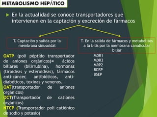 METABOLISMO HEPÁTICO 
 En la actualidad se conoce transportadores que 
intervienen en la captación y excreción de fármacos 
T. Captación y salida por la 
membrana sinusoidal 
T. En la salida de fármacos y metabolitos 
a la bilis por la membrana canalicular 
biliar 
OATP (poli péptido transportador 
de aniones orgánicos)= ácidos 
biliares (bilirrubina), hormonas 
(tiroideas y esteroideas), fármacos 
anti-cáncer, antibióticos, anti-diabéticos, 
toxinas y venenos. 
OAT(transportador de aniones 
orgánicos) 
OCT(Transportador de cationes 
orgánicos) 
NTCP (Transportador poli catiónico 
de sodio y potasio) 
MDR1 
MDR3 
MRP2 
BCRP 
BSEP 
 