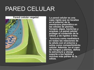 PARED CELULAR
La pared celular es una
capa rígida que se localiza
en el exterior de la
membrana plasmática en
las células de plantas,
hongos, algas, bacterias y
arqueas. La pared celular
protege el contenido de la
célula, y da rigidez a ésta.

funciona como mediadora
en todas las relaciones de
la célula con el entorno y
actúa como compartimiento
celular. Además, en el caso
de hongos y plantas, define
la estructura y otorga
soporte a los tejidos y
muchas más partes de la
célula.


 