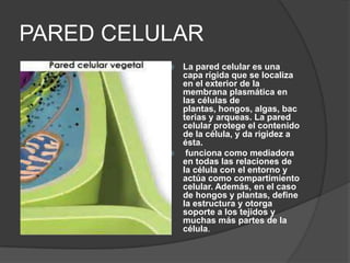 PARED CELULAR
La pared celular es una
capa rígida que se localiza
en el exterior de la
membrana plasmática en
las células de
plantas, hongos, algas, bac
terias y arqueas. La pared
celular protege el contenido
de la célula, y da rigidez a
ésta.

funciona como mediadora
en todas las relaciones de
la célula con el entorno y
actúa como compartimiento
celular. Además, en el caso
de hongos y plantas, define
la estructura y otorga
soporte a los tejidos y
muchas más partes de la
célula.


 