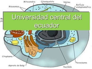 Page 1
Universidad central del
ecuador
 