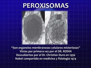 PEROXISOMAS 
“Son organelos membranosos celulares misteriosos” 
Vistos por primera vez por el DR. RODIN 
Descubiertos por el Dr. Christian Dure en 1950 
Nobel compartido en medicina y fisiologia 1974 
 