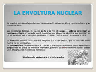 LA ENVOLTURA NUCLEAR
La envoltura está formada por dos membranas concéntricas interrumpidas por poros nucleares y por
la lámina nuclear.
Las membranas delimitan un espacio de 10 a 50 nm, el espacio o cisterna perinuclear. La
membrana externa en contacto con el citoplasma tiene ribosomas adheridos, que sintetizan las
proteínas que se vuelcan al espacio perinuclear. El espacio perinuclear se continua con el REG.
La membrana interna posee proteínas integrales que le son propias, que se unen a la lámina
nuclear y a los cromosomas.
La lámina nuclear, capa fibrosa de 10 a 15 nm en la que apoya la membrana interna, está formada
por proteínas del tipo de los filamentos intermedios, polímeros de lamina o laminina nuclear. Ellas se
unen a las proteínas integrales de membrana.

Microfotografía electrónica de la envoltura nuclear

 