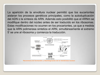 La aparición de la envoltura nuclear permitió que los eucariontes
aislaran los procesos genéticos principales, como la autoduplicación
del ADN o la síntesis de ARN. Además esto posibilitó que el ARNm se
modifique dentro del núcleo antes de ser traducido en los ribosomas.
Estas modificaciones no ocurren en los procariontes, ya que a medida
que la ARN polimerasa sintetiza el ARN, simultáneamente el extremo
5’ se une al ribosoma y comienza la traducción.

Mecanismo de formación y desintegración de la membrana nuclear

 