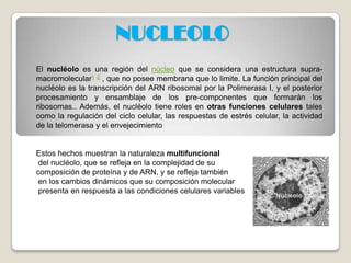 NUCLEOLO
El nucléolo es una región del núcleo que se considera una estructura supramacromolecular1 2 , que no posee membrana que lo limite. La función principal del
nucléolo es la transcripción del ARN ribosomal por la Polimerasa I, y el posterior
procesamiento y ensamblaje de los pre-componentes que formarán los
ribosomas.. Además, el nucléolo tiene roles en otras funciones celulares tales
como la regulación del ciclo celular, las respuestas de estrés celular, la actividad
de la telomerasa y el envejecimiento

Estos hechos muestran la naturaleza multifuncional
del nucléolo, que se refleja en la complejidad de su
composición de proteína y de ARN, y se refleja también
en los cambios dinámicos que su composición molecular
presenta en respuesta a las condiciones celulares variables

 