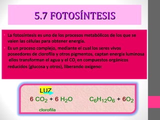 5.7 FOTOSÍNTESIS
• La fotosíntesis es uno de los procesos metabólicos de los que se
  valen las células para obtener energía.
• Es un proceso complejo, mediante el cual los seres vivos
  poseedores de clorofila y otros pigmentos, captan energía luminosa
   ellos transforman el agua y el CO2 en compuestos orgánicos
  reducidos (glucosa y otros), liberando oxígeno:
 