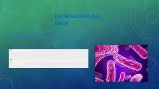 MICROSCOPÍA DEL
BAAR
MORFOLOGIA DE M. tuberculosis
•Forma bacilar.
•Longitud de 2 a 10 micras y diámetro 0,2 a 0,6
micras.
 