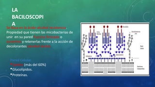 LA
BACILOSCOPI
A
Se Basa en la ácido-alcohol resistencia.
Propiedad que tienen las micobacterias de
unir en su pared Fucsina fenicada o
auramina y retenerlas frente a la acción de
decolorantes (alcohol ácido)
Pared Celular.
•Lípidos (más del 60%)
•Glucolípidos.
•Proteínas.
 