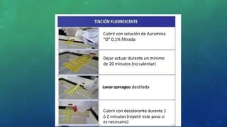 Cubrir con solución de Auramina
“O” 0,1% filtrada
Dejar actuar durante un mínimo
de 20 minutos (no calentar)
Lavar con agua destilada
Cubrir con decolorante durante 1
ó 2 minutos (repetir este paso si
es necesario)
 